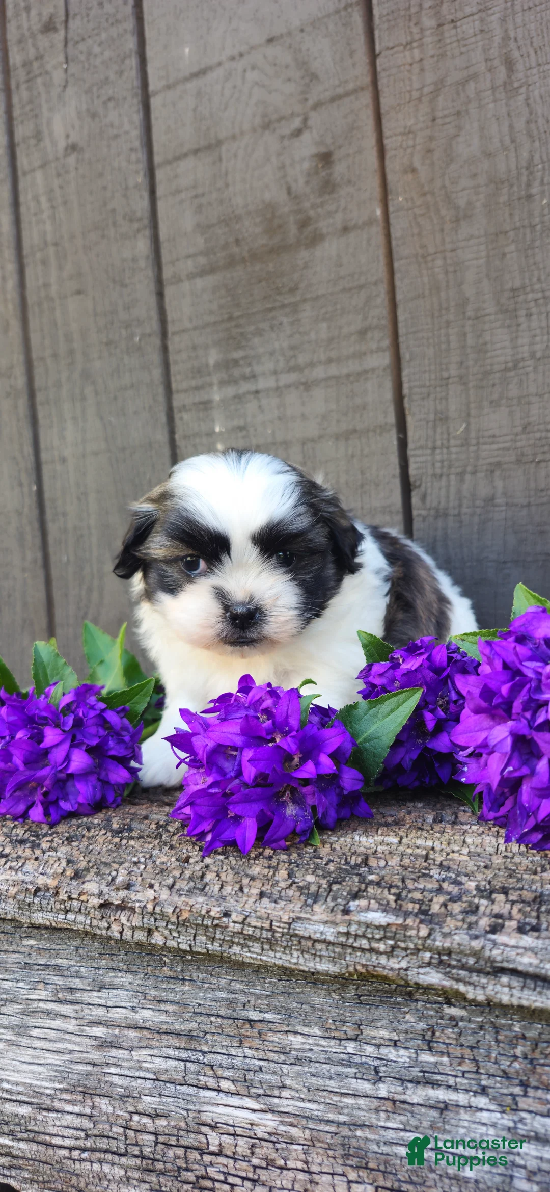 Teddy Bear dogs for sale: Macey - Ad 6