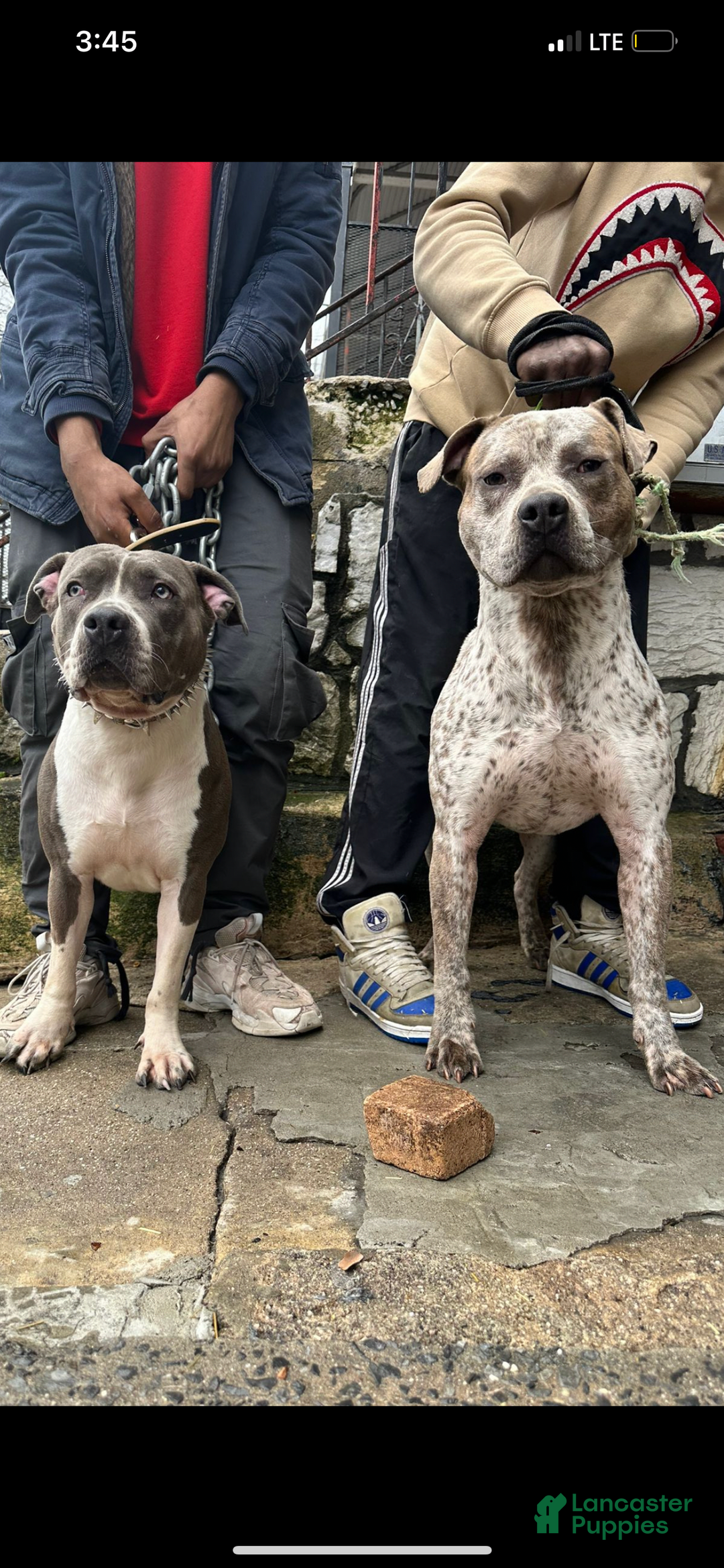 Gallery Image {{count}}