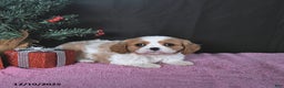 Cavalier King Charles Spaniel dogs for sale: Kailey CHAMPION BLOODLINE - Ad 5