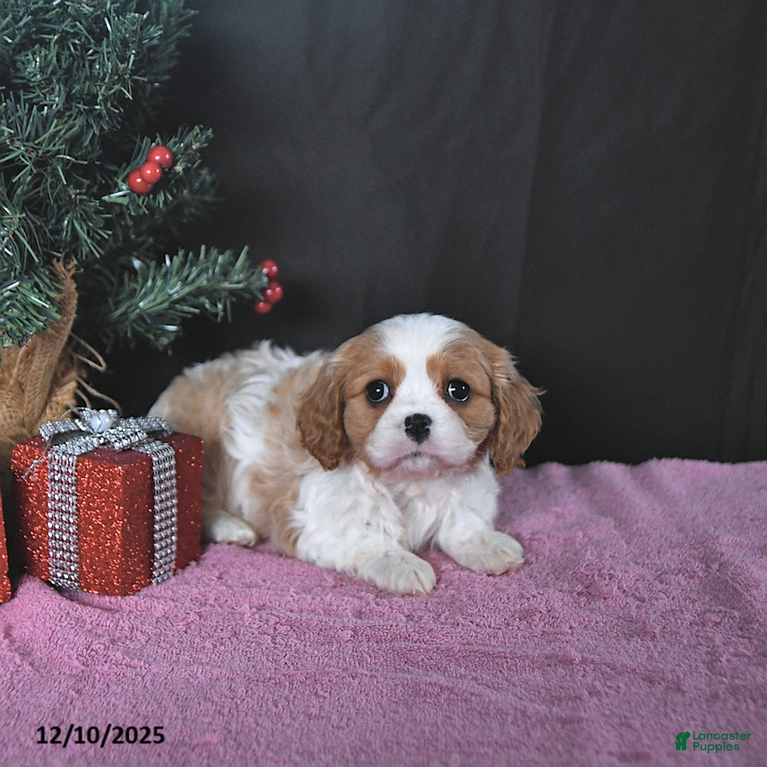 Cavalier King Charles Spaniel dogs for sale: Kailey CHAMPION BLOODLINE - Ad 5