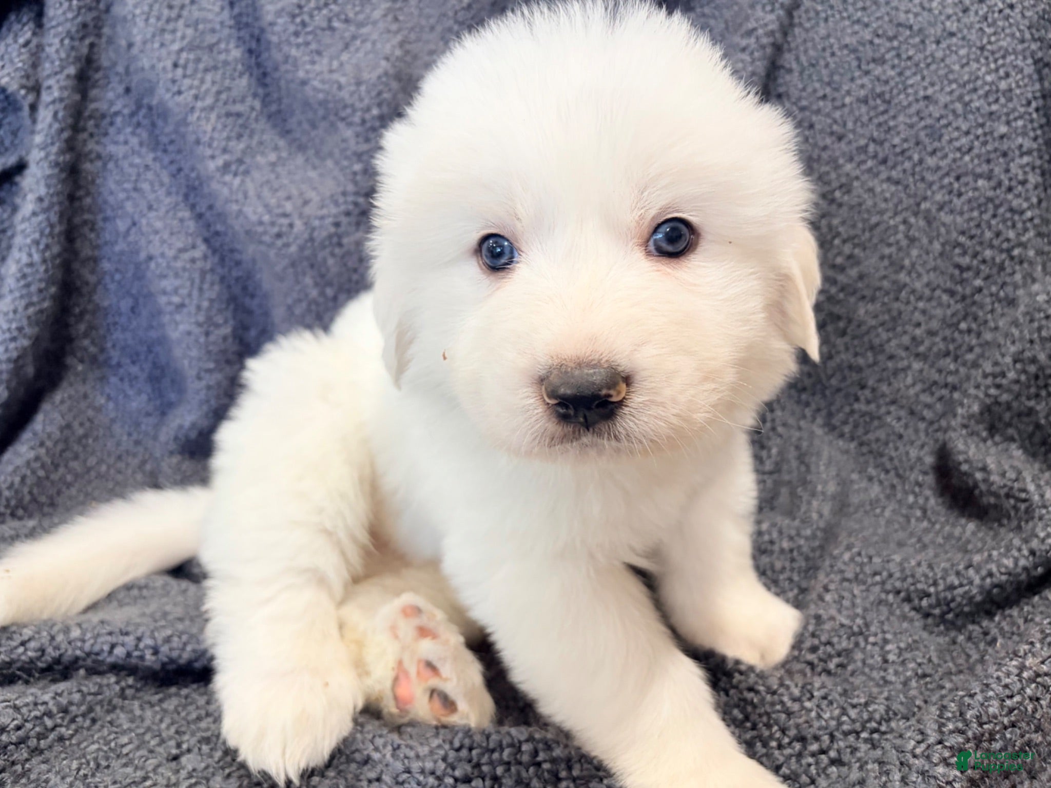Great Pyrenees dogs Great Pyrenees 1 - Ad 25