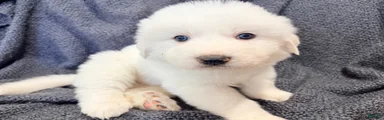 Great Pyrenees 1