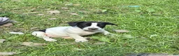 Mixed Breed dogs for sale: Db - Ad 2
