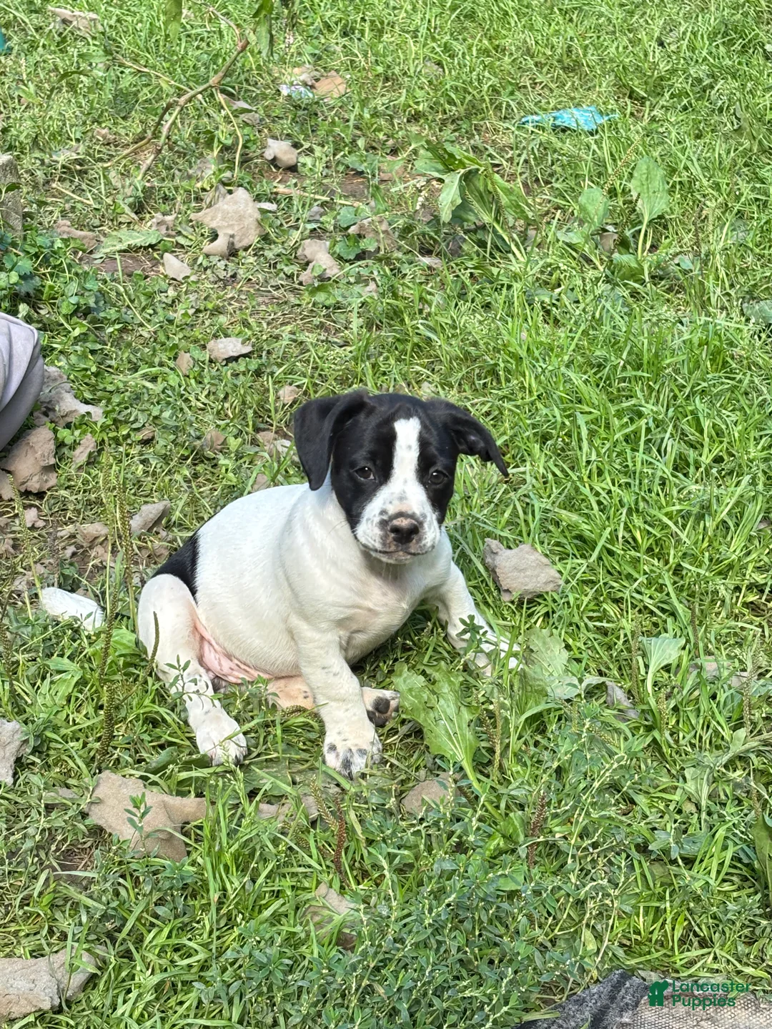 Mixed Breed dogs for sale: Db - Ad 2