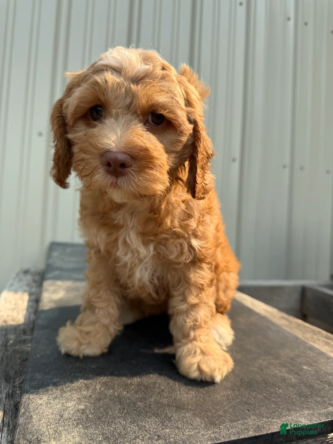 Cockapoo dogs for sale: Connie - Ad 2