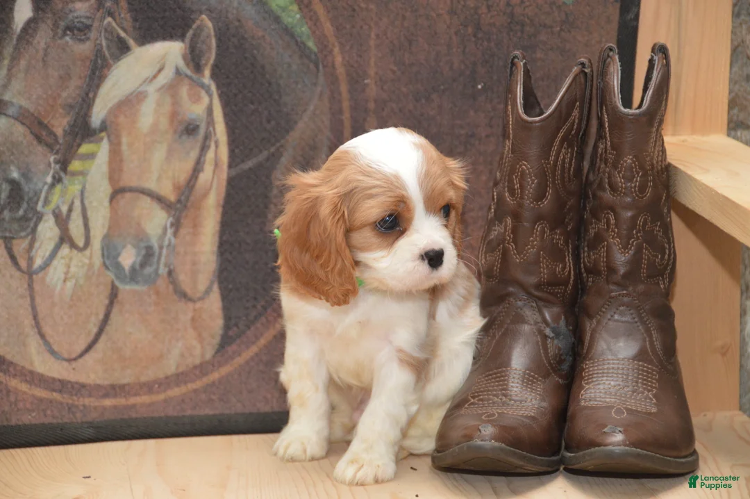 Cavalier King Charles Spaniel dogs for sale: Creed - Ad 2