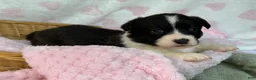Mixed Breed dogs for sale: BRINDLE - Ad 3