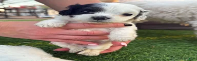 Mixed Breed Puppy 5