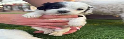 Mixed Breed dogs for sale: Mixed Breed Puppy 5 - Ad 1