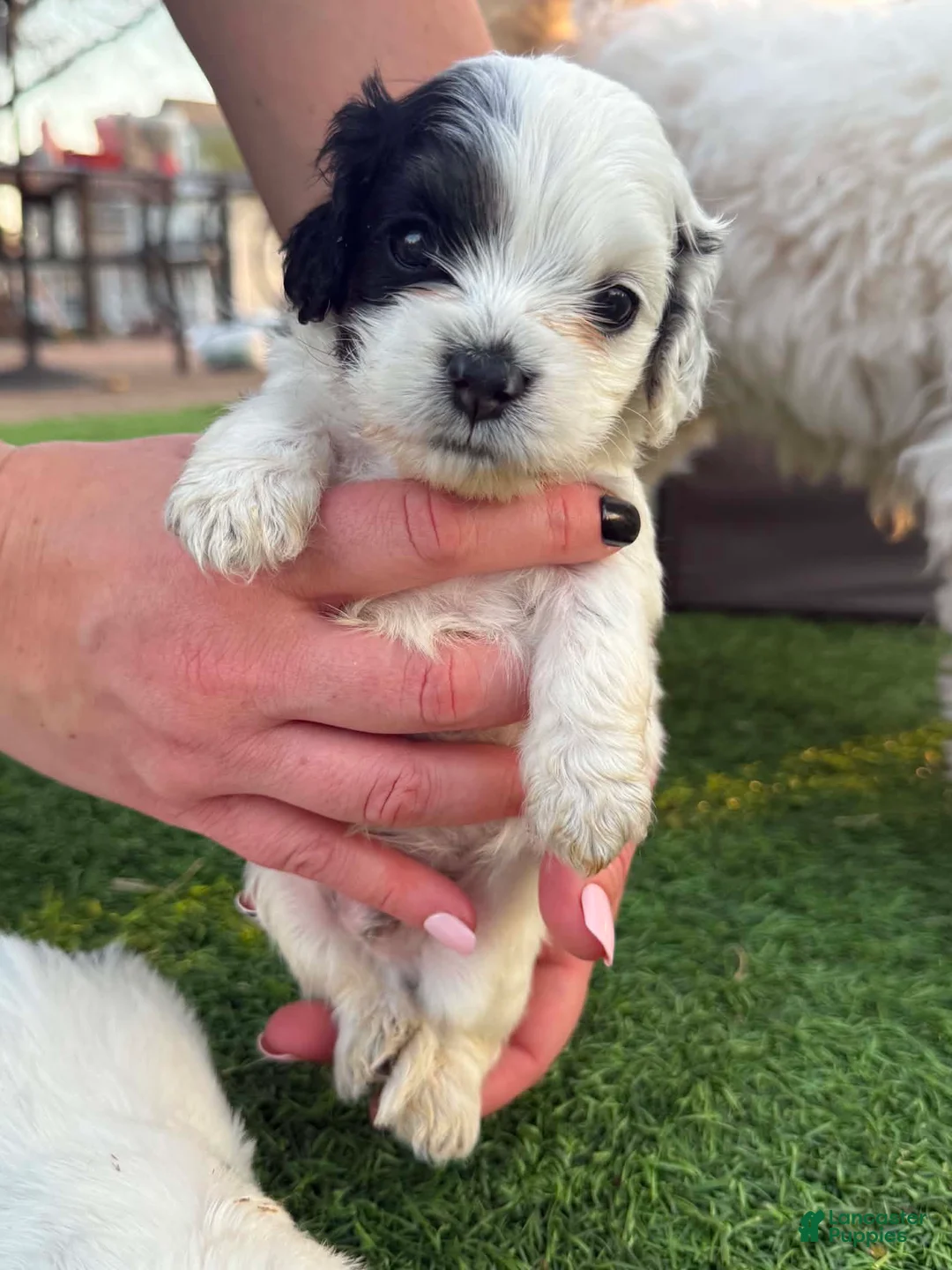 Mixed Breed dogs for sale: Mixed Breed Puppy 5 - Ad 1