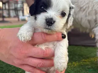 Mixed Breed dogs for sale: Mixed Breed Puppy 5 - Ad 3