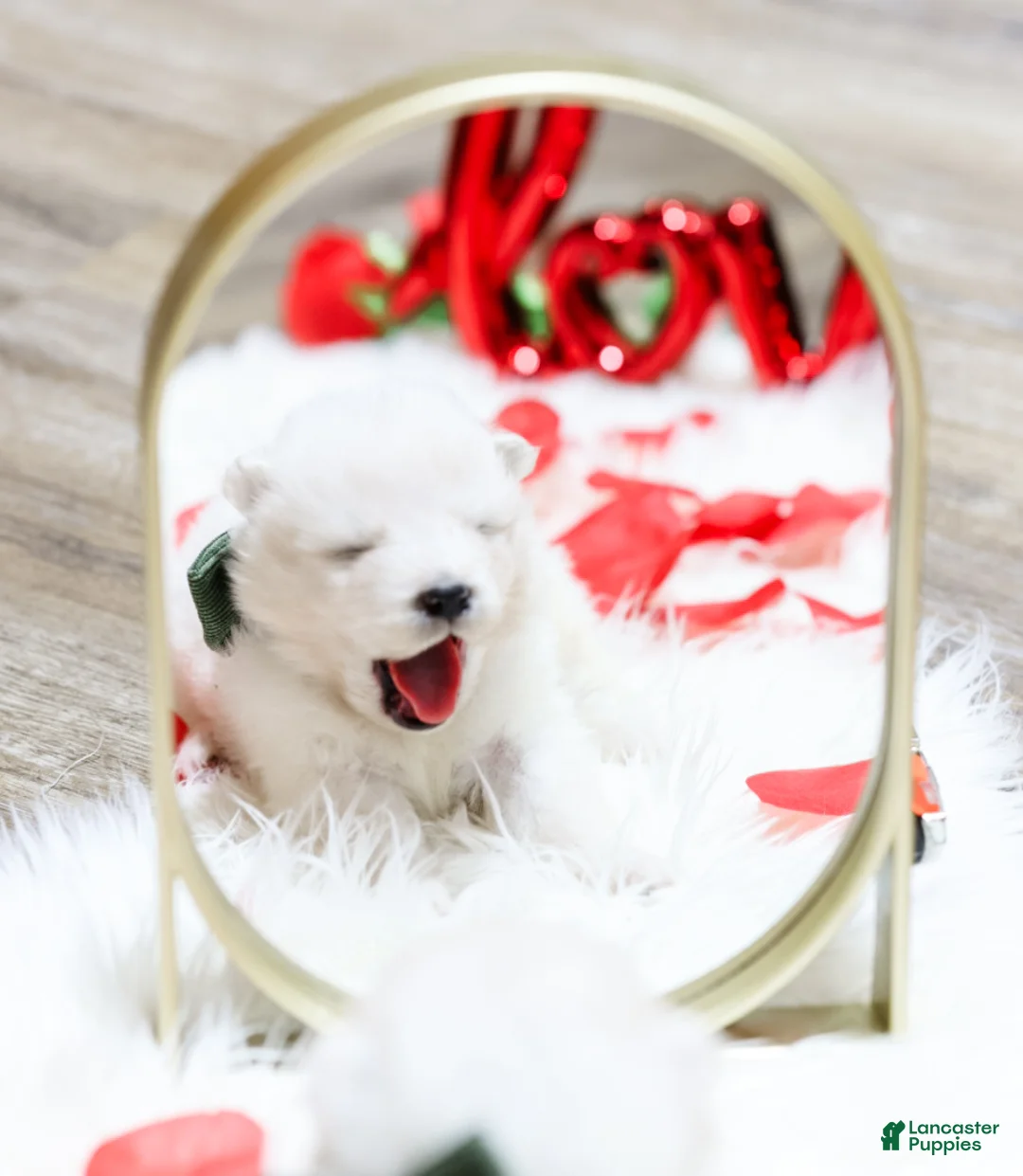 Samoyed dogs for sale: Sparki - Ad 5