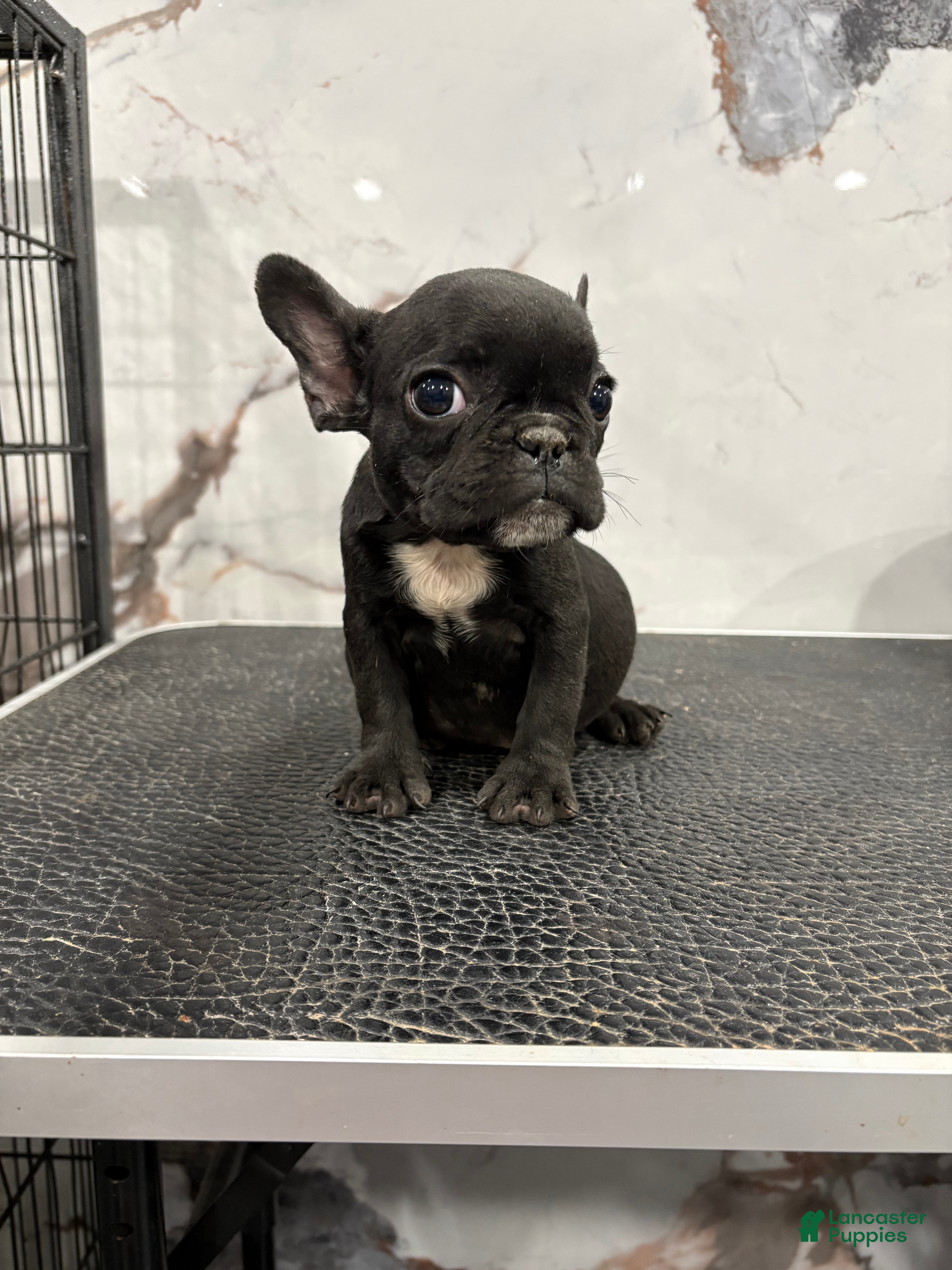French Bulldog dogs Tiny - Ad 16