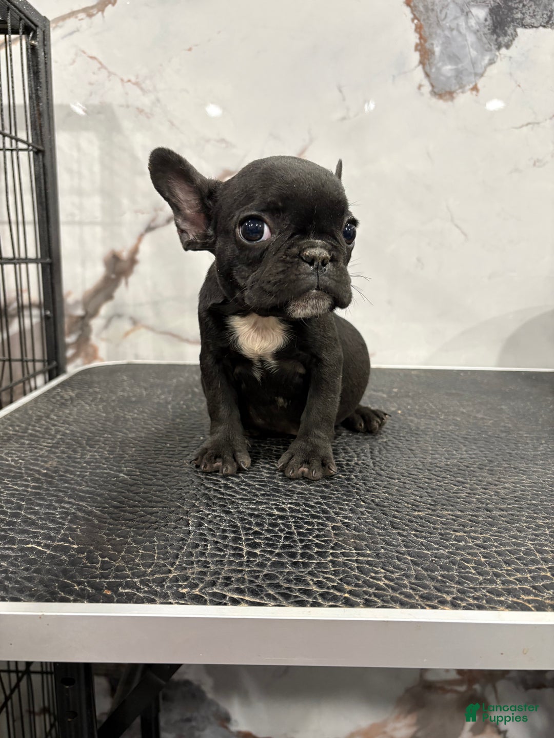 French Bulldog dogs for sale: Tiny - Ad 1