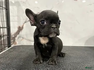 French Bulldog dogs Tiny - Ad 2