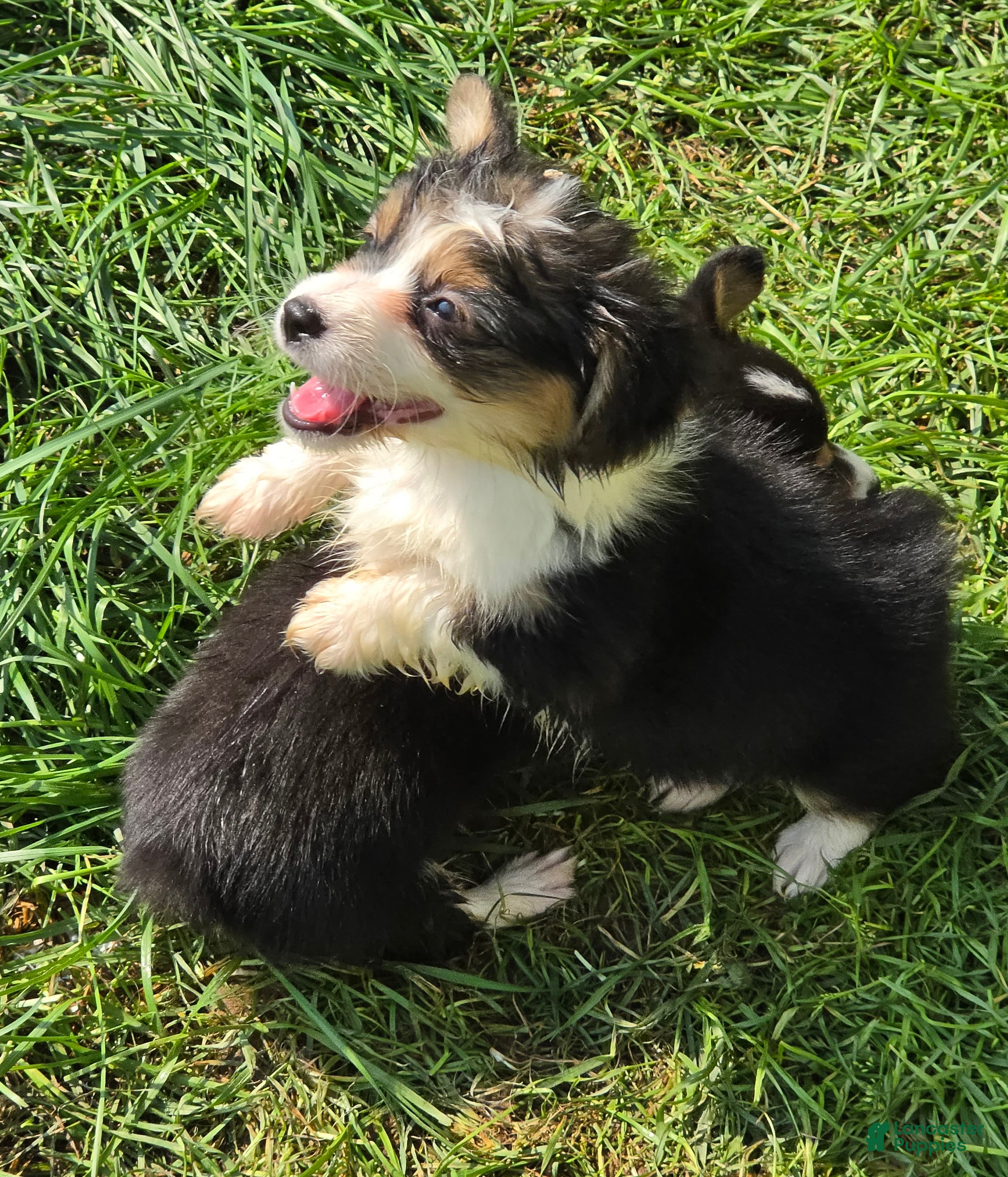 Welsh Corgi Pembroke dogs Duffy the fluffy - Ad 2