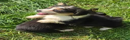Welsh Corgi Pembroke dogs for sale: Duffy the fluffy - Ad 2