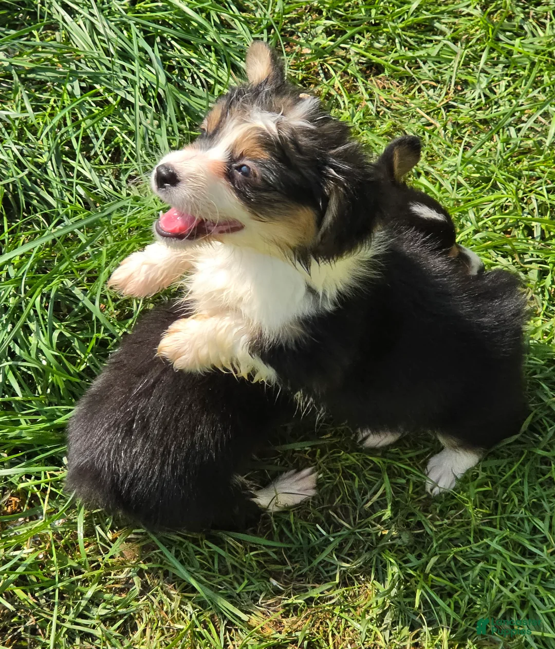 Welsh Corgi Pembroke dogs for sale: Duffy the fluffy - Ad 2