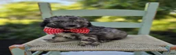 Miniature Poodle dogs for sale: Dan - Ad 5