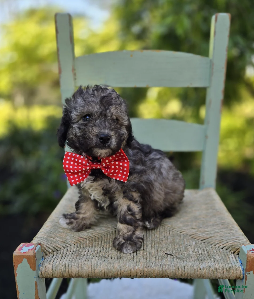 Miniature Poodle dogs for sale: Dan - Ad 5