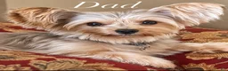 Yorkshire Terrier dogs for sale: Bella - Ad 8