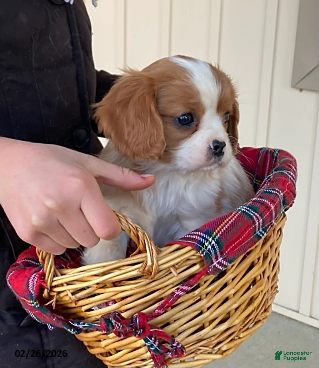 Cavalier King Charles Spaniel dogs for sale: Star - Ad 4