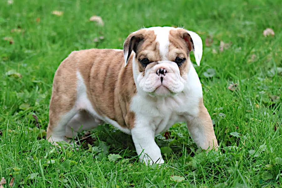 English Bulldog dogs Mistral - Ad 1