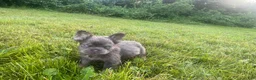 French Bulldog dogs for sale: Teddy  - Ad 2