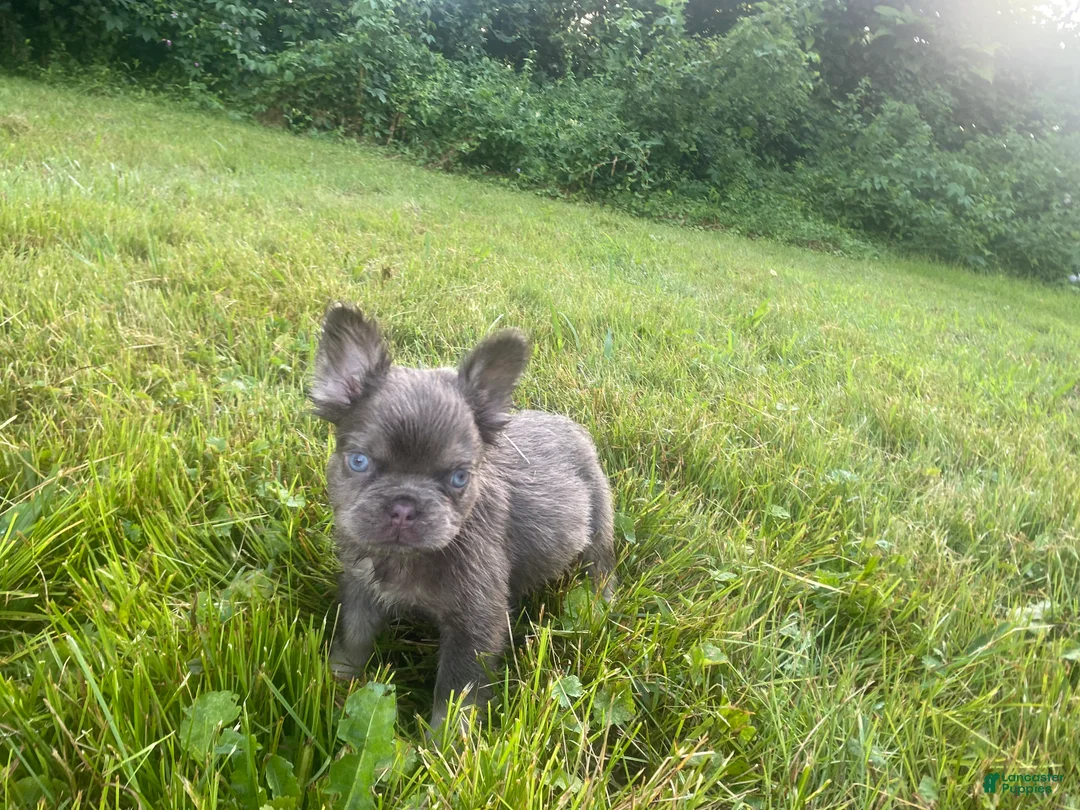 French Bulldog dogs for sale: Teddy  - Ad 2