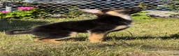 German Shepherd dogs for sale: German Shepherd 3 - Ad 2
