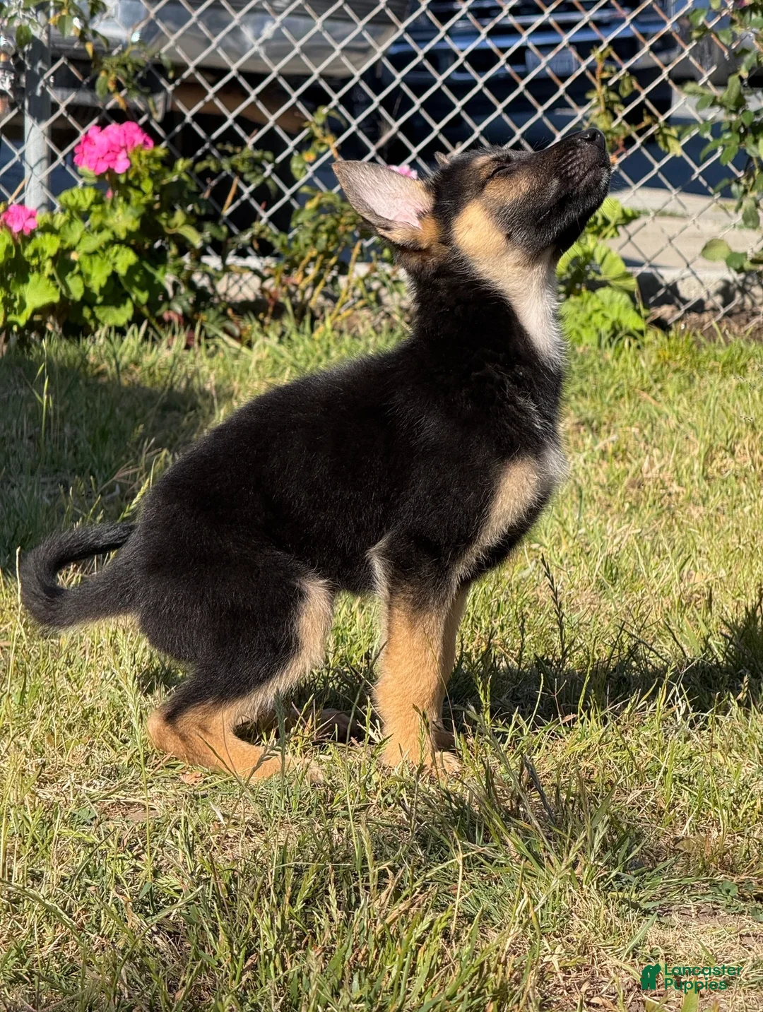 German Shepherd dogs for sale: German Shepherd 3 - Ad 2