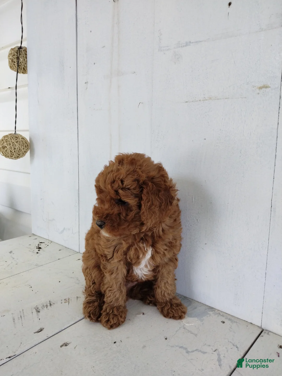 Toy Poodle dogs for sale: Lucky - Ad 2