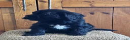 Portuguese Water Dog dogs for sale: Rio - Ad 2