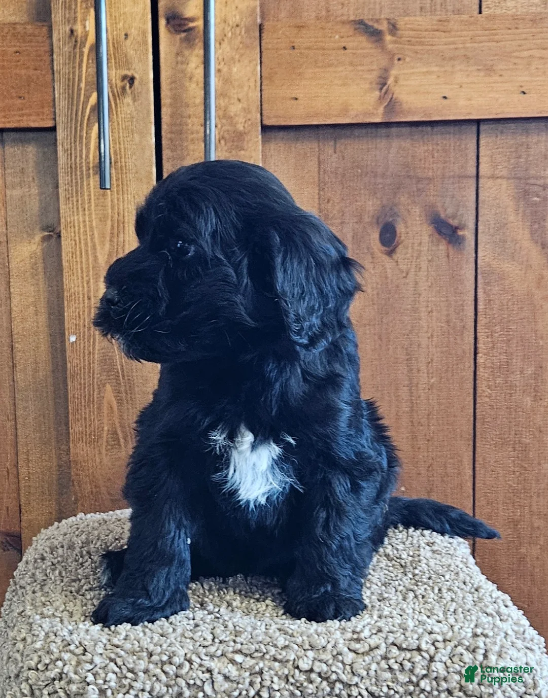 Portuguese Water Dog dogs for sale: Rio - Ad 2