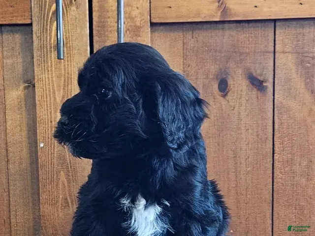 Portuguese Water Dog dogs for sale: Rio - Ad 2