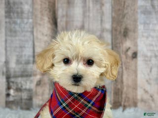 Maltipoo dogs Girl Annie - 0005 - Ad 38