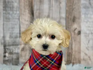 Maltipoo dogs Girl Annie - 0005 - Ad 39