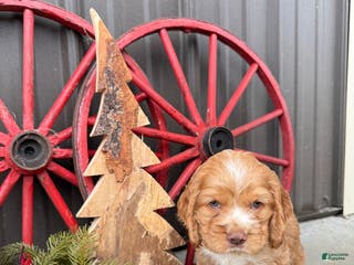 Cocker Spaniel dogs Adeline - Ad 30