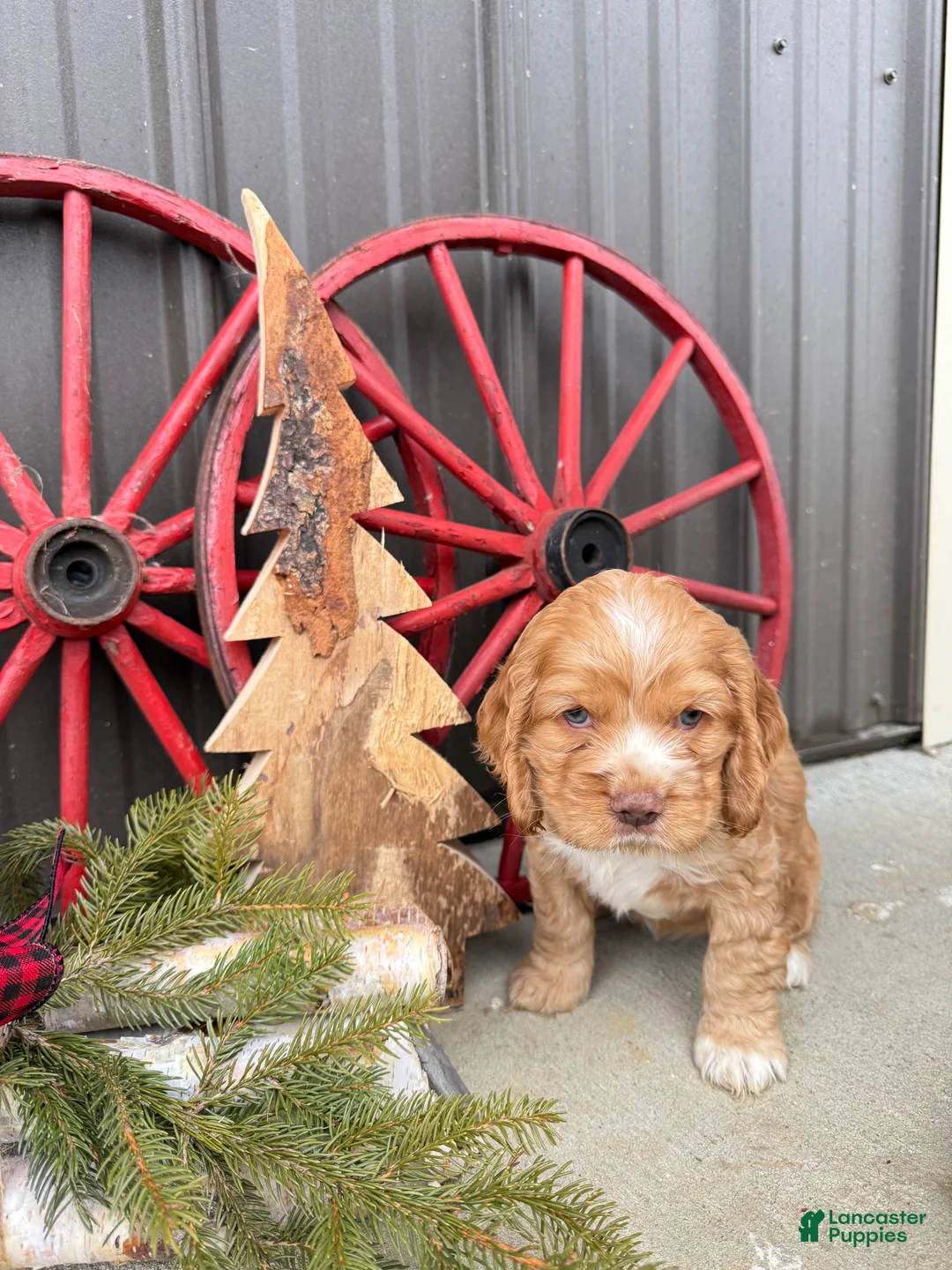 Cocker Spaniel dogs for sale: Adeline - Ad 1