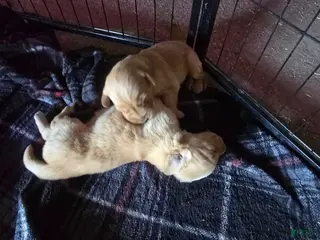 Golden Retriever dogs Golden Retriever Puppy 5 - Ad 5