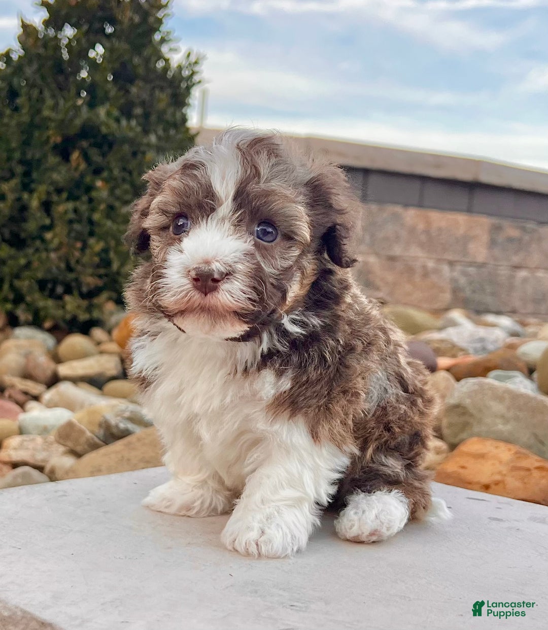 Havanese dogs for sale: Rascal - Ad 2