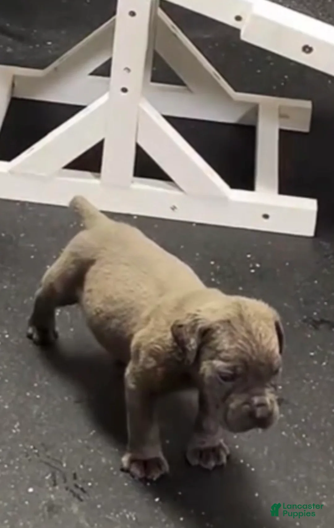 Cane Corso dogs for sale: Markavelis OG118 - Ad 1