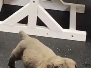 Cane Corso dogs Markavelis OG118 - Ad 42