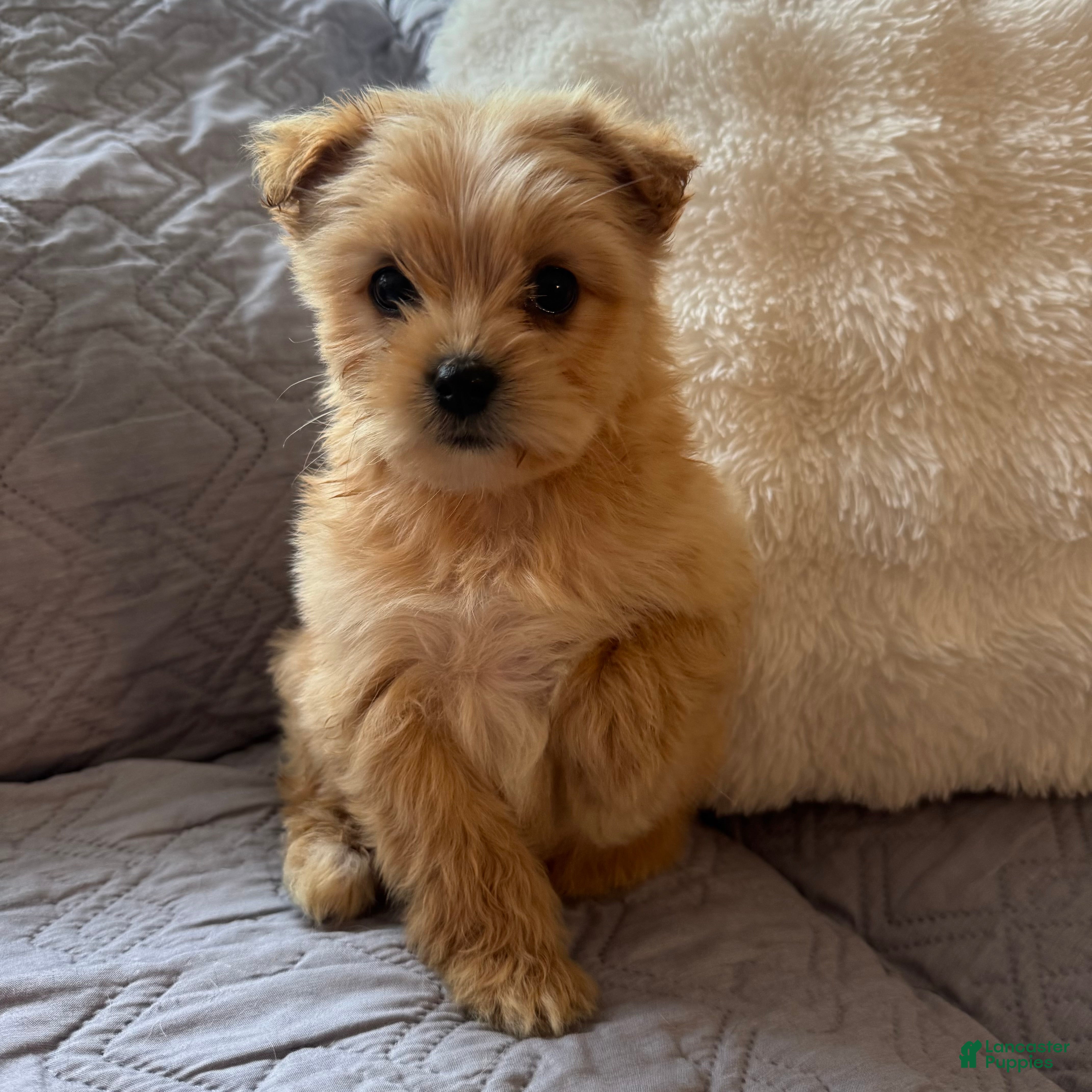 Shorkie dogs Bailey - Ad 8