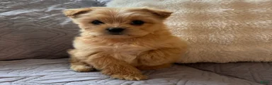 Bailey