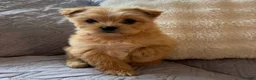 Shorkie dogs for sale: Bailey - Ad 1