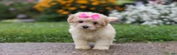 Mixed Breed dogs for sale: Brianna - Ad 4