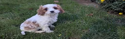 Cavapoo dogs for sale: Mr Benny - Ad 23