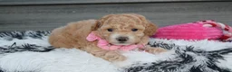 Bichpoo dogs for sale: Kallista  - Ad 16