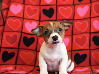 Jack Russell Terrier dogs Handsome - Ad 14